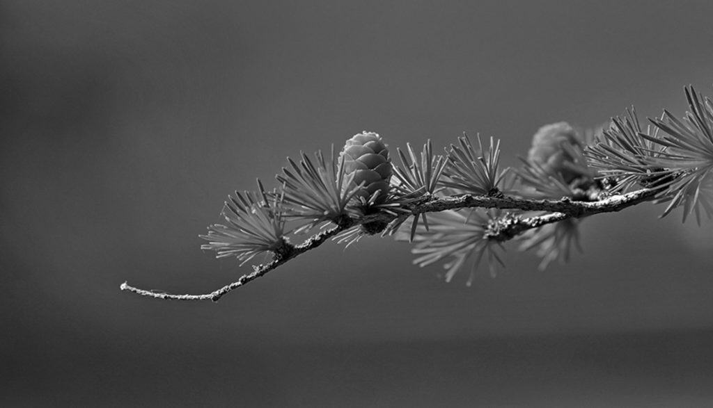 mid02 free img 1024x587.jpg